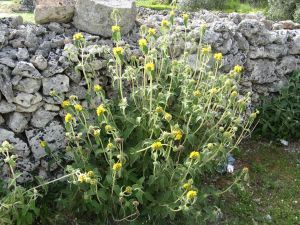 I colori della primavera tricasina