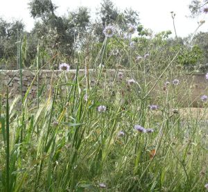 I colori della primavera tricasina