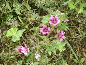 I colori della primavera tricasina