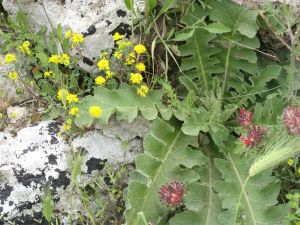 I colori della primavera tricasina