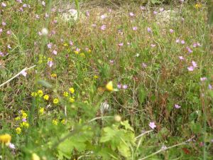 I colori della primavera tricasina