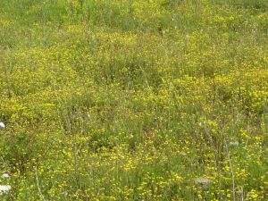 I colori della primavera tricasina