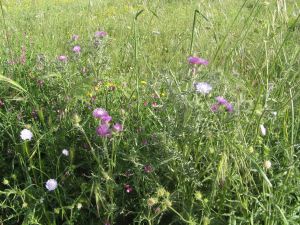 I colori della primavera tricasina