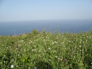 I colori della primavera tricasina