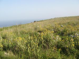 I colori della primavera tricasina