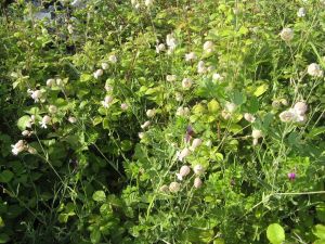 I colori della primavera tricasina