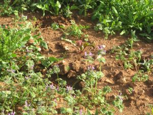 I colori della primavera tricasina