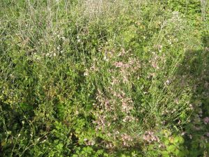 I colori della primavera tricasina