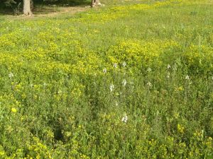 I colori della primavera tricasina