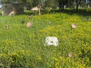 I colori della primavera tricasina