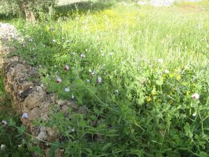 I colori della primavera tricasina