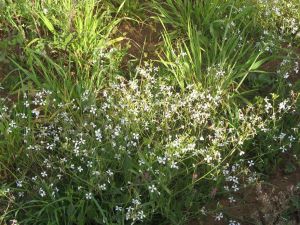 I colori della primavera tricasina