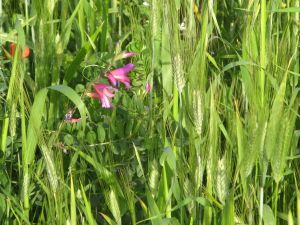 I colori della primavera tricasina