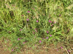 I colori della primavera tricasina