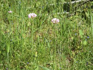 I colori della primavera tricasina