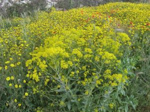 I colori della primavera tricasina