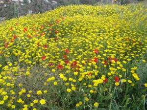 I colori della primavera tricasina