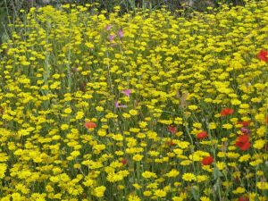 I colori della primavera tricasina