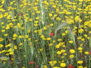 I colori della primavera tricasina