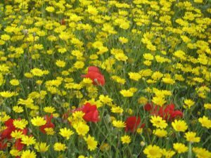 I colori della primavera tricasina