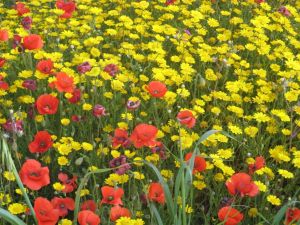 I colori della primavera tricasina