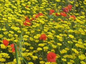 I colori della primavera tricasina