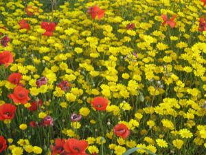 I colori della primavera tricasina