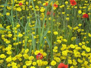 I colori della primavera tricasina