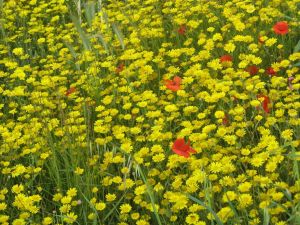 I colori della primavera tricasina