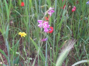 I colori della primavera tricasina