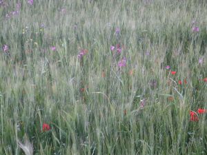 I colori della primavera tricasina