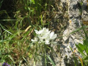 I colori della primavera tricasina