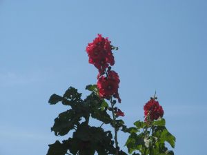 I colori della primavera tricasina