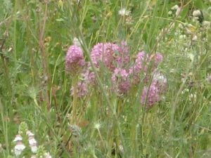 I colori della primavera tricasina