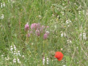 I colori della primavera tricasina