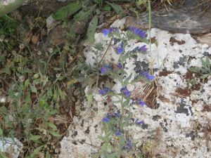 I colori della primavera tricasina