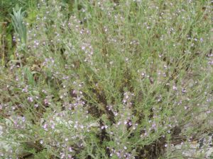 I colori della primavera tricasina
