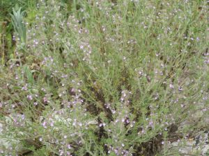 I colori della primavera tricasina