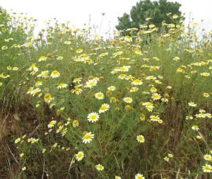 I colori della primavera tricasina