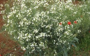 I colori della primavera tricasina