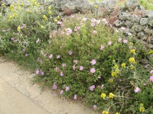 I colori della primavera tricasina