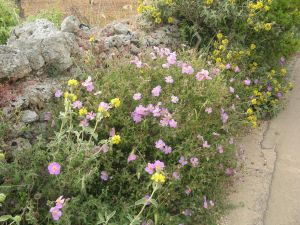 I colori della primavera tricasina