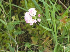 I colori della primavera tricasina