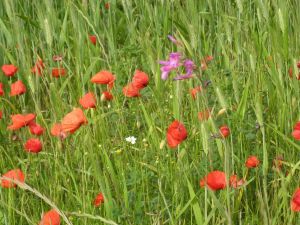 I colori della primavera tricasina