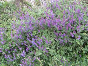 I colori della primavera tricasina