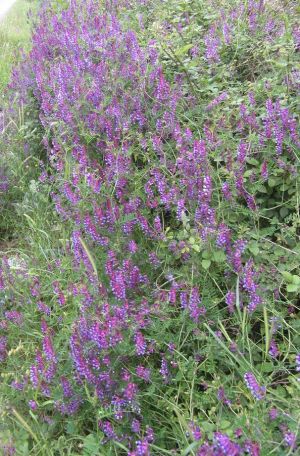 I colori della primavera tricasina