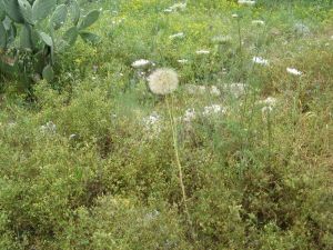 I colori della primavera tricasina