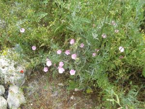 I colori della primavera tricasina