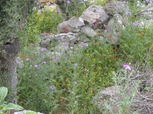 I colori della primavera tricasina