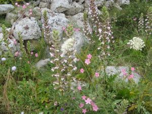 I colori della primavera tricasina